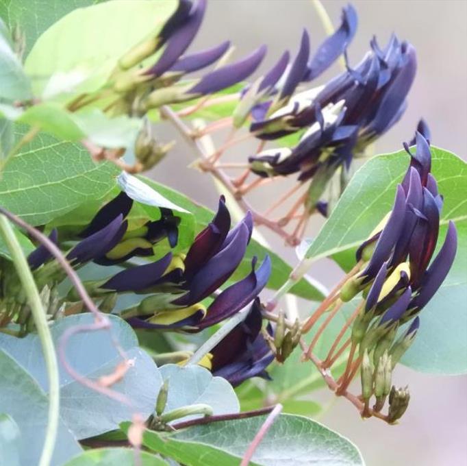Kennedia nigricans - Trepadeira Pássaro Negro - Black Coral Pea - Imagem 5
