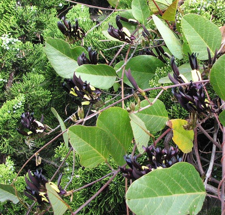 Kennedia nigricans - Trepadeira Pássaro Negro - Black Coral Pea - Imagem 6