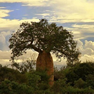 Kit com 7 variedades de adansonia (baoba) - 1 semente por variedade - Kit com 7 variedades de (baoba) - 1 semente por variedade