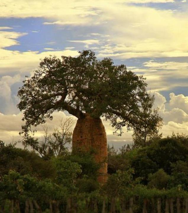 Kit com 7 variedades de adansonia (baobá) - 1 semente por variedade - Kit com 7 variedades de (baobá) - 1 semente por variedade