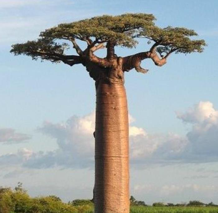 Kit com 7 variedades de adansonia (baobá) - 1 semente por variedade - Kit com 7 variedades de (baobá) - 1 semente por variedade - Imagem 4