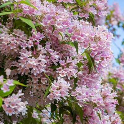 Kolkwitzia amabilis 'Pink Cloud' - Arbusto de Beleza 'Nuvem Rosa', Arbusto Nuvem Rosa, Pink Beautybush