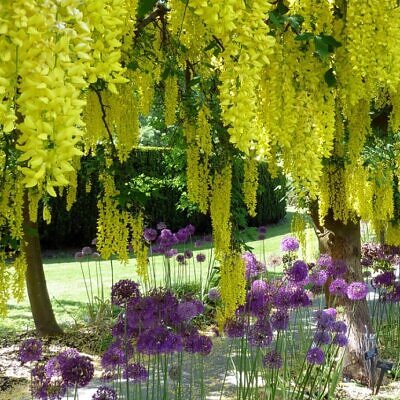 Laburnum watereri Vossii - Wisteria Dourada, Chuva Dourada, Wisteria de Ouro, Voss's Laburnum