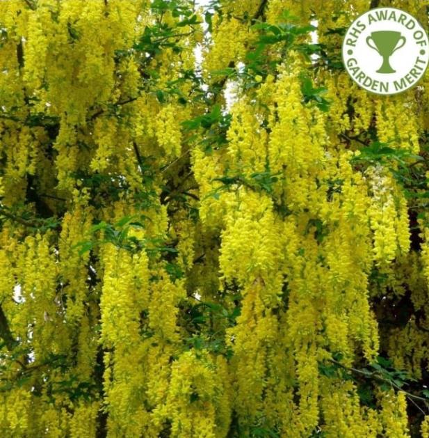 Laburnum watereri Vossii - Wisteria Dourada, Chuva Dourada, Wisteria de Ouro, Voss's Laburnum - Imagem 4