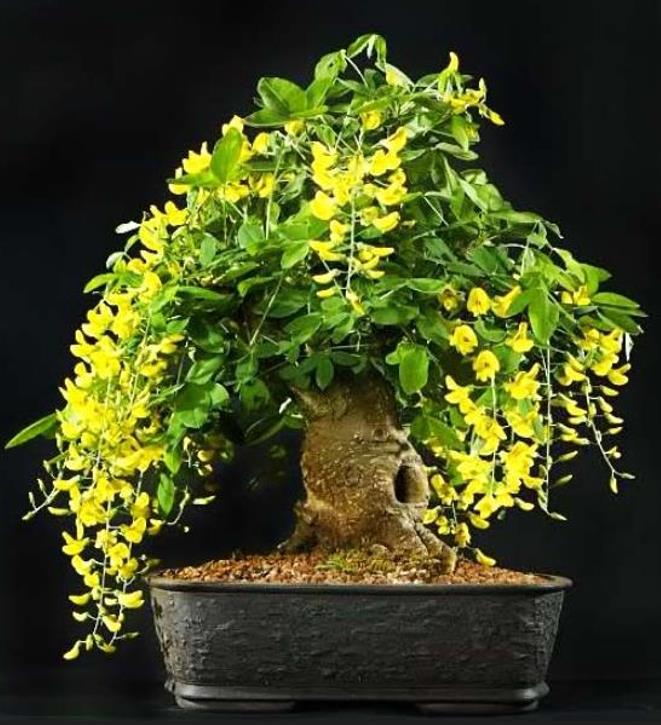 Laburnum watereri Vossii - Wisteria Dourada, Chuva Dourada, Wisteria de Ouro, Voss's Laburnum - Imagem 10