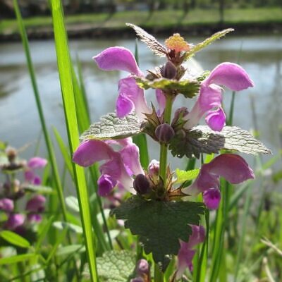 Lamium maculatum - Hortelã Sagrada, Urtiga Malhada, Lâmia Manchada, Sapato da Virgem