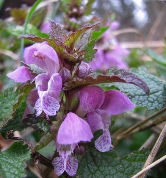 Lamium maculatum - Hortelã Sagrada, Urtiga Malhada, Lâmia Manchada, Sapato da Virgem - Imagem 2
