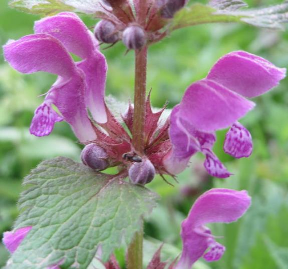 Lamium maculatum - Hortelã Sagrada, Urtiga Malhada, Lâmia Manchada, Sapato da Virgem - Imagem 4