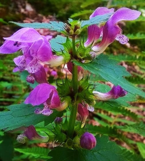 Lamium maculatum - Hortelã Sagrada, Urtiga Malhada, Lâmia Manchada, Sapato da Virgem - Imagem 5