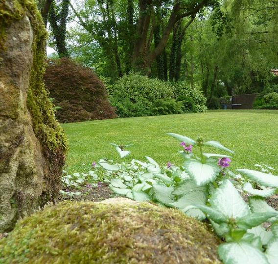 Lamium maculatum - Hortelã Sagrada, Urtiga Malhada, Lâmia Manchada, Sapato da Virgem - Imagem 6