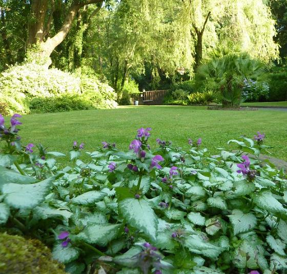Lamium maculatum - Hortelã Sagrada, Urtiga Malhada, Lâmia Manchada, Sapato da Virgem - Imagem 7