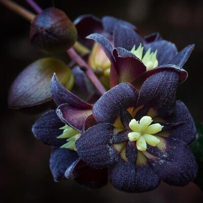 Lardizabala biternata - Coguilera, Coguil, Fruta Zabala, Lardizabala, Voqui Coille
