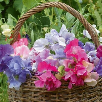 Lathyrus odoratus Cupid Mixed - Ervilha Doce Anão 'Seleção Premium', Ervilha Doce Perfumada Mix Anão, Ervilha Do