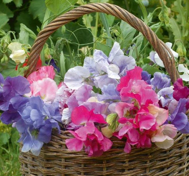 Lathyrus odoratus Cupid Mixed - Ervilha Doce Anão 'Seleção Premium', Ervilha Doce Perfumada Mix Anão, Ervilha Do