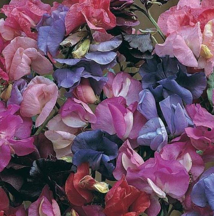 Lathyrus odoratus Cupid Mixed - Ervilha Doce Anão 'Seleção Premium', Ervilha Doce Perfumada Mix Anão, Ervilha Do - Imagem 2