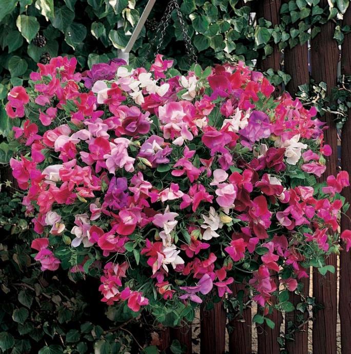 Lathyrus odoratus Cupid Mixed - Ervilha Doce Anão 'Seleção Premium', Ervilha Doce Perfumada Mix Anão, Ervilha Do - Imagem 4