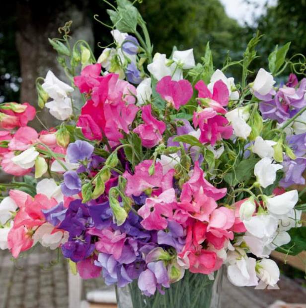 Lathyrus odoratus Cupid Mixed - Ervilha Doce Anão 'Seleção Premium', Ervilha Doce Perfumada Mix Anão, Ervilha Do - Imagem 5