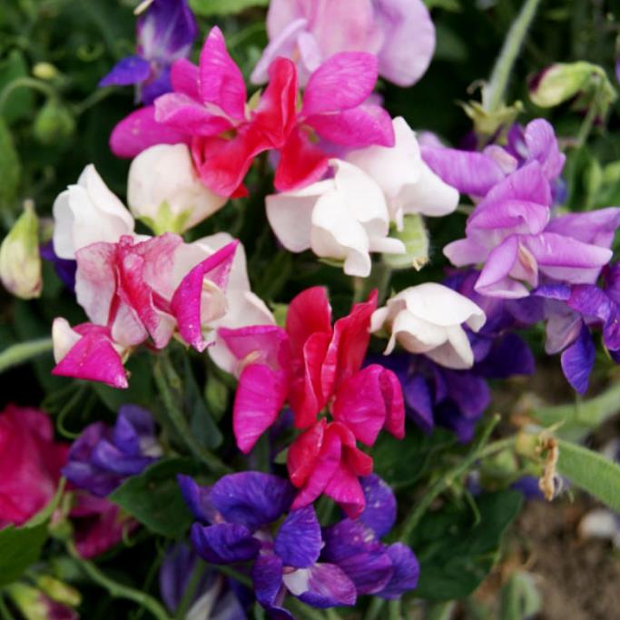Lathyrus odoratus Cupid Mixed - Ervilha Doce Anão 'Seleção Premium', Ervilha Doce Perfumada Mix Anão, Ervilha Do - Imagem 6