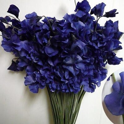 Lathyrus odoratus 'Mammoth Navy Blue' - Ervilha Doce Gigante, Trepadeira Ervilha de Cheiro 'Mammoth Navy Blue'