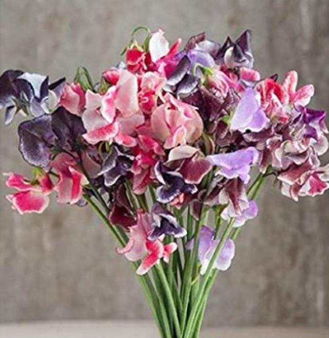 Lathyrus odoratus 'Ripple Mixed' - Ervilha Doce Ripple 'Seleção Premium', Ervilha Doce 'Super Perfumada' Mix - Imagem 2