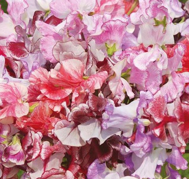 Lathyrus odoratus 'Ripple Mixed' - Ervilha Doce Ripple 'Seleção Premium', Ervilha Doce 'Super Perfumada' Mix - Imagem 3