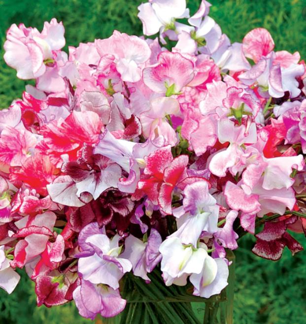 Lathyrus odoratus 'Ripple Mixed' - Ervilha Doce Ripple 'Seleção Premium', Ervilha Doce 'Super Perfumada' Mix - Imagem 4