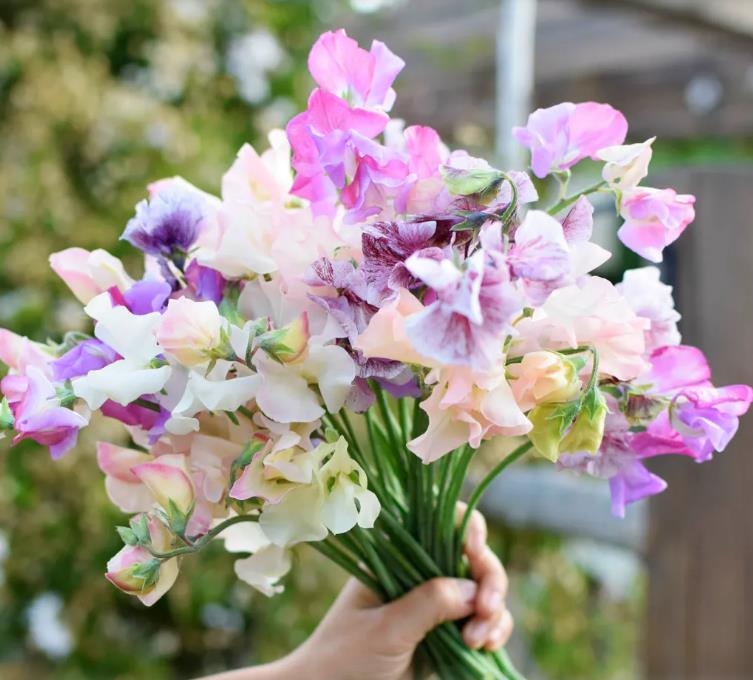 Lathyrus odoratus 'Ripple Mixed' - Ervilha Doce Ripple 'Seleção Premium', Ervilha Doce 'Super Perfumada' Mix - Imagem 5