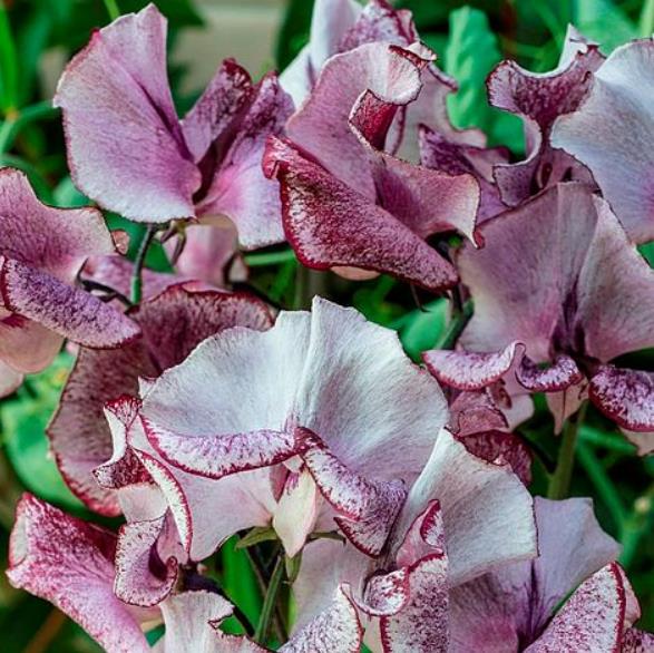 Lathyrus odoratus 'Ripple Wiltshire' - Ervilha Doce Aromática Ripple Wiltshire, Ervilha Doce Perfumada de Spencer 'Wilt - Imagem 2