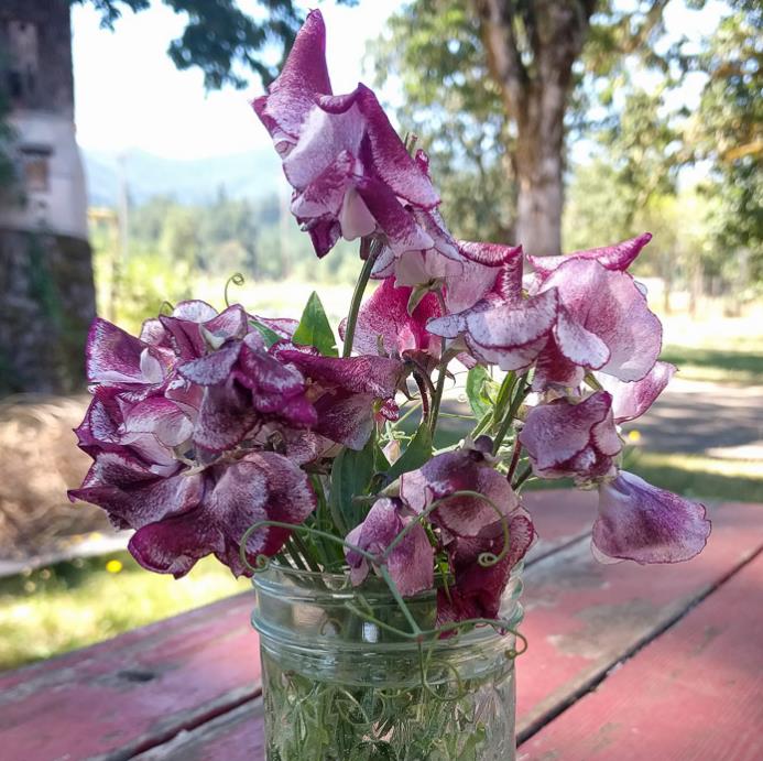 Lathyrus odoratus 'Ripple Wiltshire' - Ervilha Doce Aromática Ripple Wiltshire, Ervilha Doce Perfumada de Spencer 'Wilt - Imagem 4