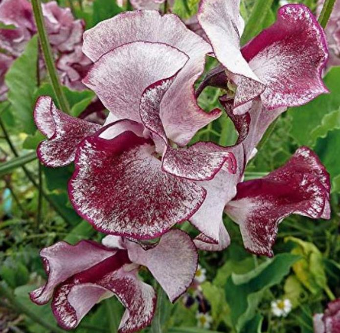 Lathyrus odoratus 'Ripple Wiltshire' - Ervilha Doce Aromática Ripple Wiltshire, Ervilha Doce Perfumada de Spencer 'Wilt - Imagem 5
