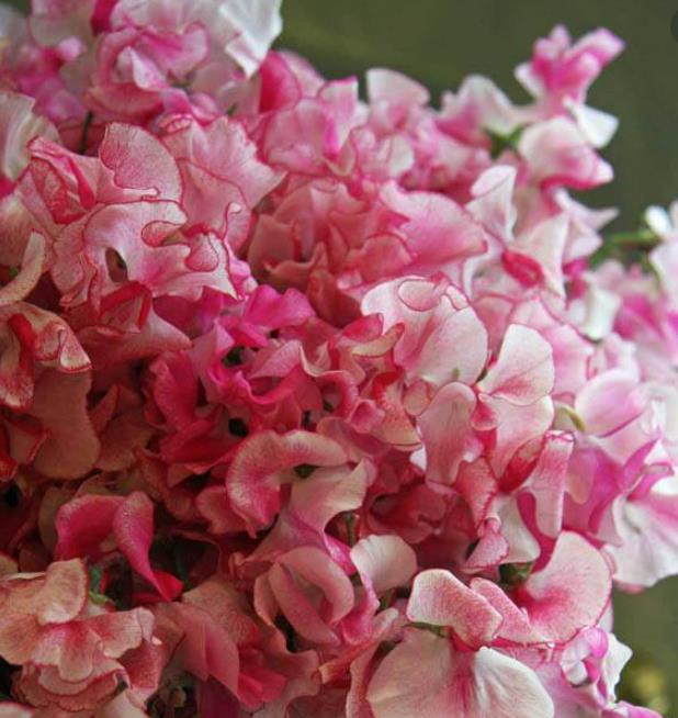 Lathyrus odoratus 'Ripple Wiltshire' - Ervilha Doce Aromática Ripple Wiltshire, Ervilha Doce Perfumada de Spencer 'Wilt - Imagem 6