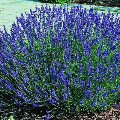 Lavandula Angustifolia Blue River - Lavanda Inglesa Rio Azul, Lavanda Inglesa Blue River, Alfazema
