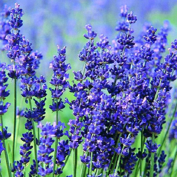 Lavandula angustifolia Hidcote blue - Lavanda Inglesa Azul, Alfazema Azul, Lavanda Azul
