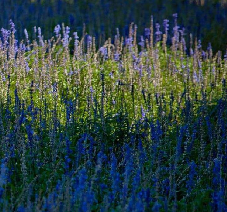 Lavandula angustifolia Hidcote blue - Lavanda Inglesa Azul, Alfazema Azul, Lavanda Azul - Imagem 3