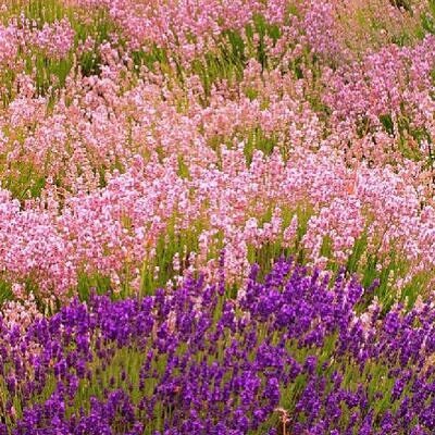 Lavandula angustifolia Rosea - Lavanda floração rosa, Alfazema rosa, Lavanda Inglesa rosa,, Lavanda pink