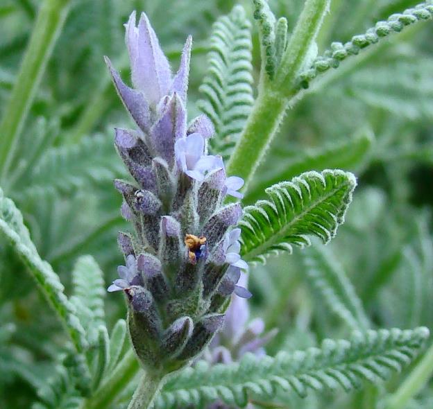Lavandula dentata var. Dentata Royal Crown - Alfazema, Lavanda Francesa, Lavanda Denteada Royal Crown - Imagem 2
