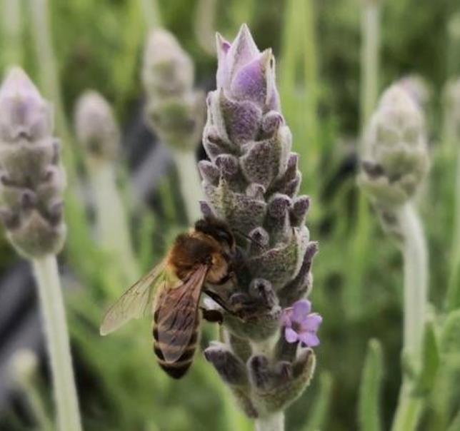 Lavandula dentata var. Dentata Royal Crown - Alfazema, Lavanda Francesa, Lavanda Denteada Royal Crown - Imagem 4