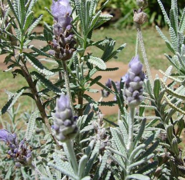 Lavandula dentata var. Dentata Royal Crown - Alfazema, Lavanda Francesa, Lavanda Denteada Royal Crown - Imagem 5