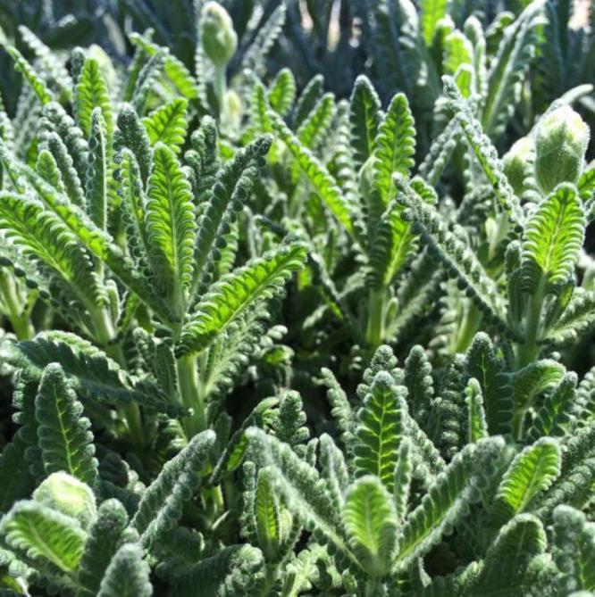 Lavandula dentata var. Dentata Royal Crown - Alfazema, Lavanda Francesa, Lavanda Denteada Royal Crown - Imagem 6