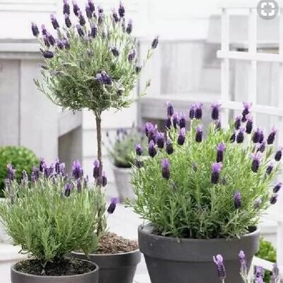 Lavandula pedunculata ssp Pedunculata - Lavanda borboleta, Lavanda espanhola, Lavanda portuguesa, Alfazema portuguesa