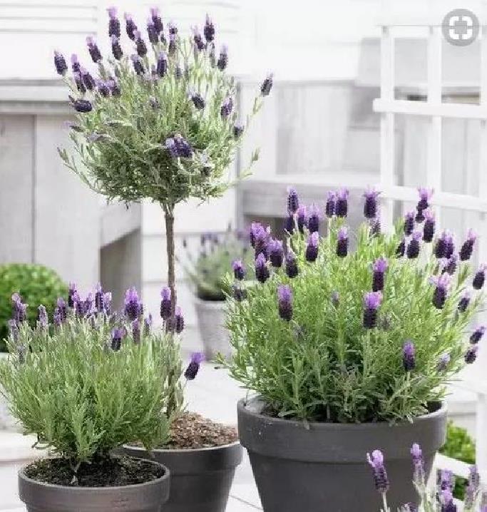 Lavandula pedunculata ssp Pedunculata - Lavanda borboleta, Lavanda espanhola, Lavanda portuguesa, Alfazema portuguesa