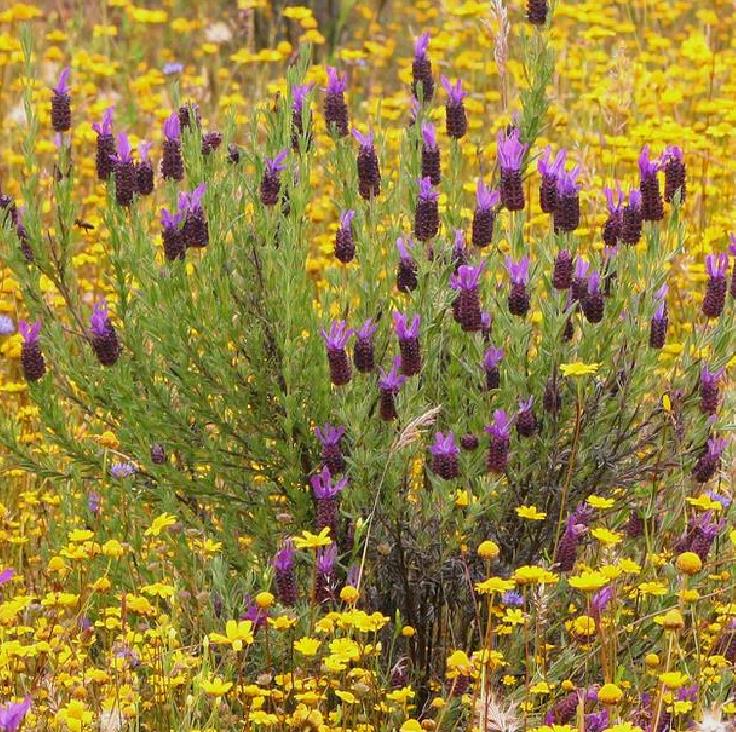 Lavandula pedunculata ssp Pedunculata - Lavanda borboleta, Lavanda espanhola, Lavanda portuguesa, Alfazema portuguesa - Imagem 2