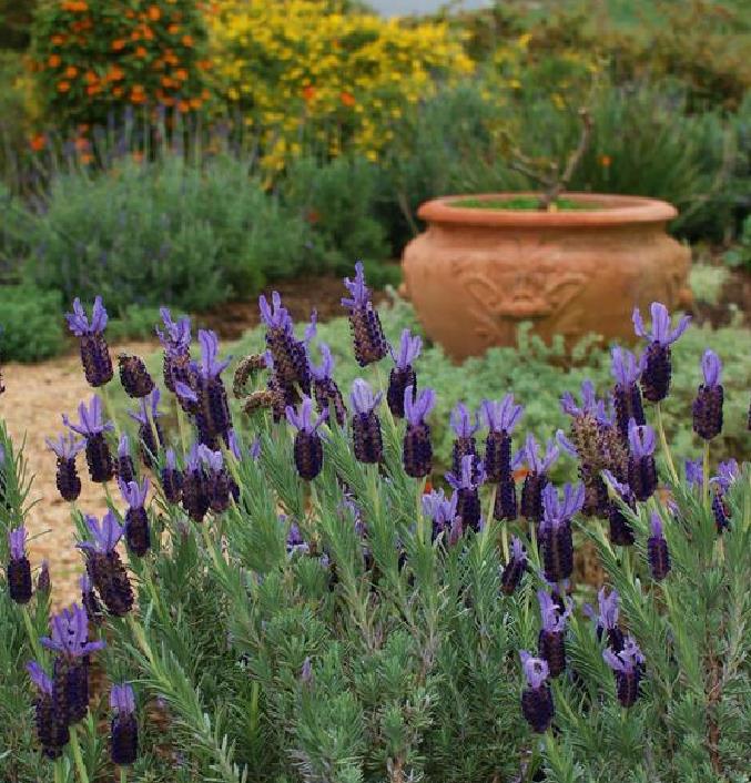 Lavandula pedunculata ssp Pedunculata - Lavanda borboleta, Lavanda espanhola, Lavanda portuguesa, Alfazema portuguesa - Imagem 3