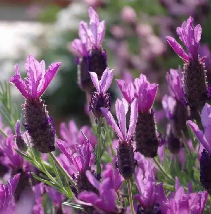 Lavandula pedunculata ssp Pedunculata - Lavanda borboleta, Lavanda espanhola, Lavanda portuguesa, Alfazema portuguesa - Imagem 5