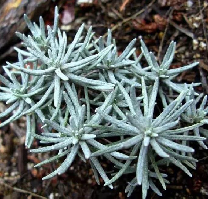 Lavandula pedunculata ssp Pedunculata - Lavanda borboleta, Lavanda espanhola, Lavanda portuguesa, Alfazema portuguesa - Imagem 8