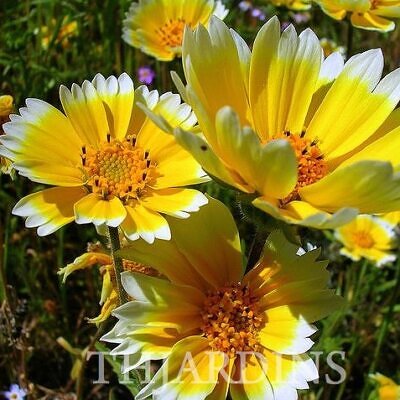 Layia platyglossa - Flor Ovo-Frito, Layia Elegans, Tidytips, Tidy tips Daisy