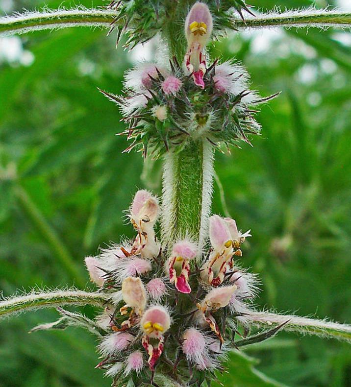 Leonurus cardiaca - Bálsamo do Coração, Erva-Mãe, Motherwort, Rabo de Leão, Agripalma Cardíaca - Imagem 2