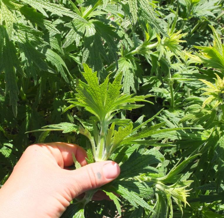 Leonurus cardiaca - Bálsamo do Coração, Erva-Mãe, Motherwort, Rabo de Leão, Agripalma Cardíaca - Imagem 3