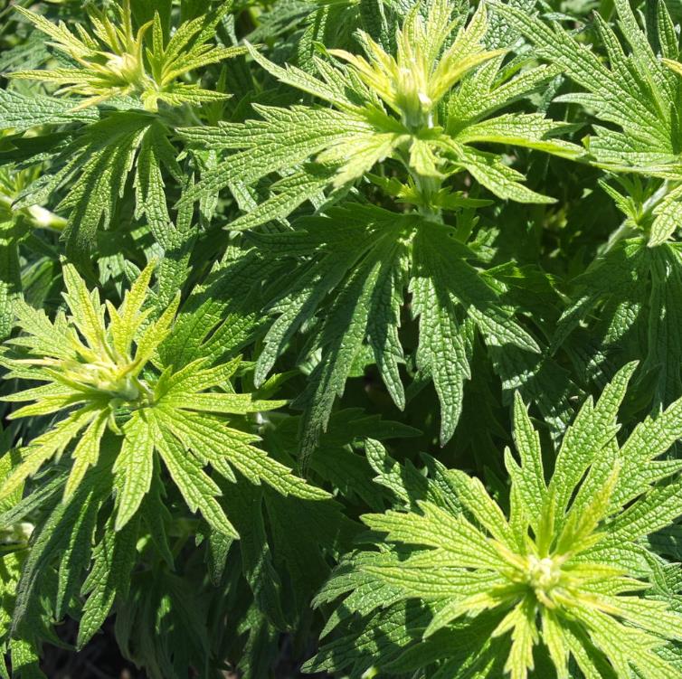 Leonurus cardiaca - Bálsamo do Coração, Erva-Mãe, Motherwort, Rabo de Leão, Agripalma Cardíaca - Imagem 4