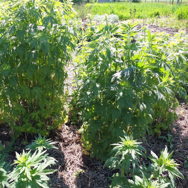 Leonurus cardiaca - Bálsamo do Coração, Erva-Mãe, Motherwort, Rabo de Leão, Agripalma Cardíaca - Imagem 5
